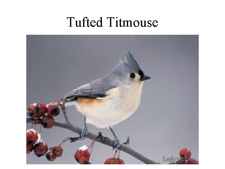 Tufted Titmouse 