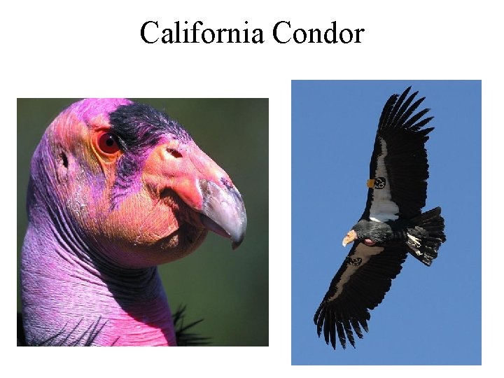California Condor 