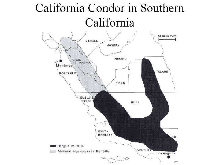 California Condor in Southern California 