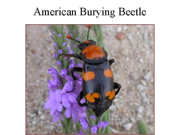 American Burying Beetle 