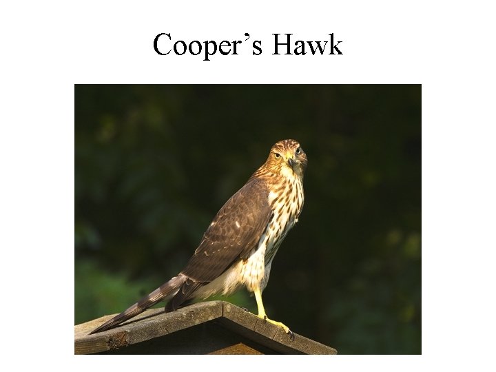 Cooper’s Hawk 