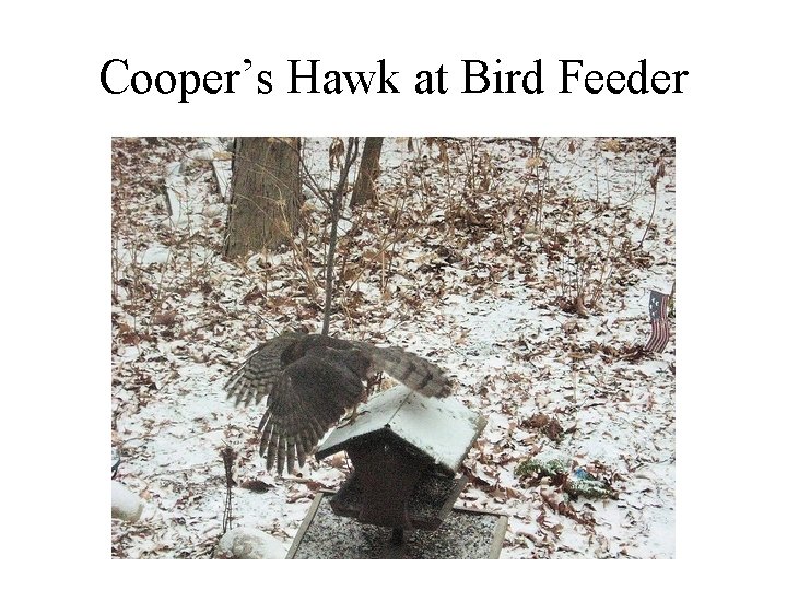 Cooper’s Hawk at Bird Feeder 