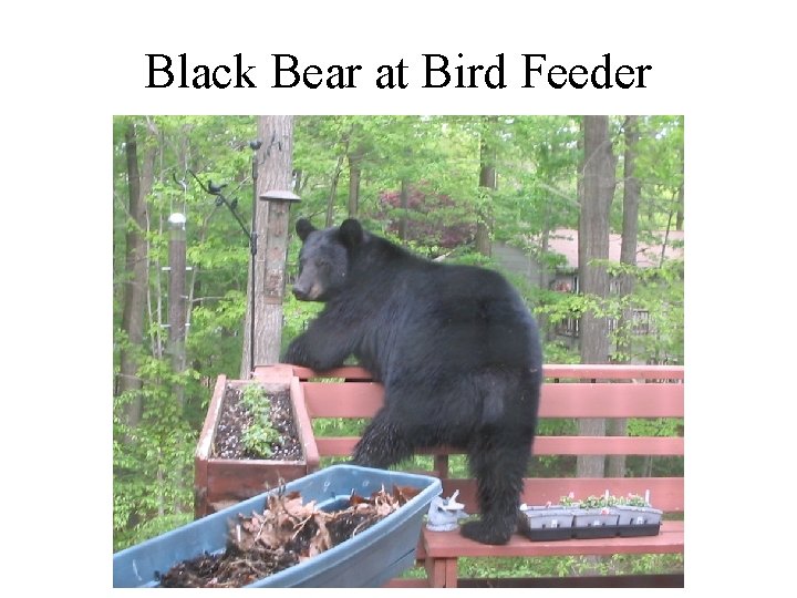 Black Bear at Bird Feeder 
