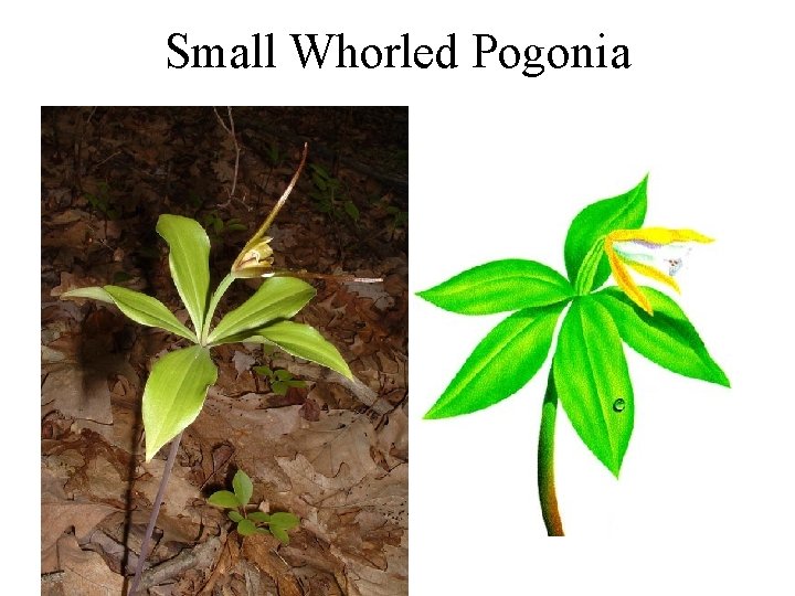 Small Whorled Pogonia 