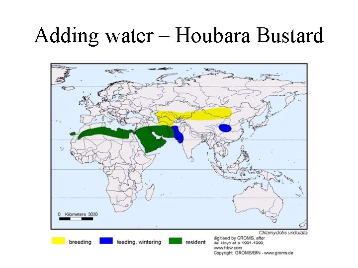 Adding water – Houbara Bustard 