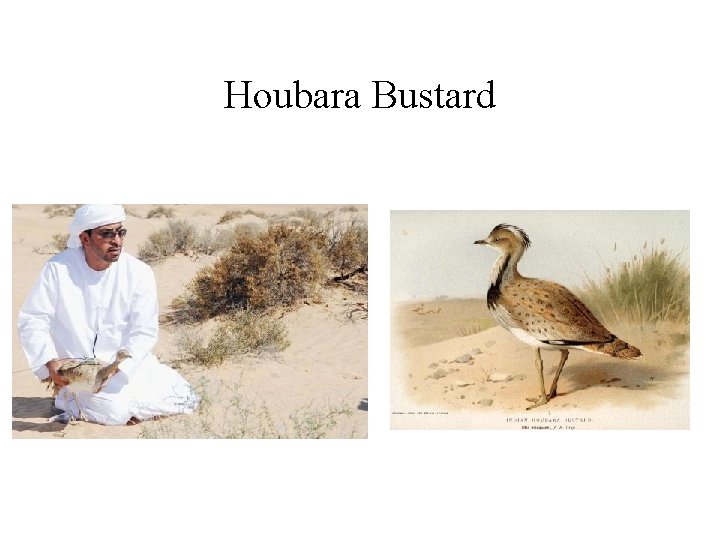 Houbara Bustard 