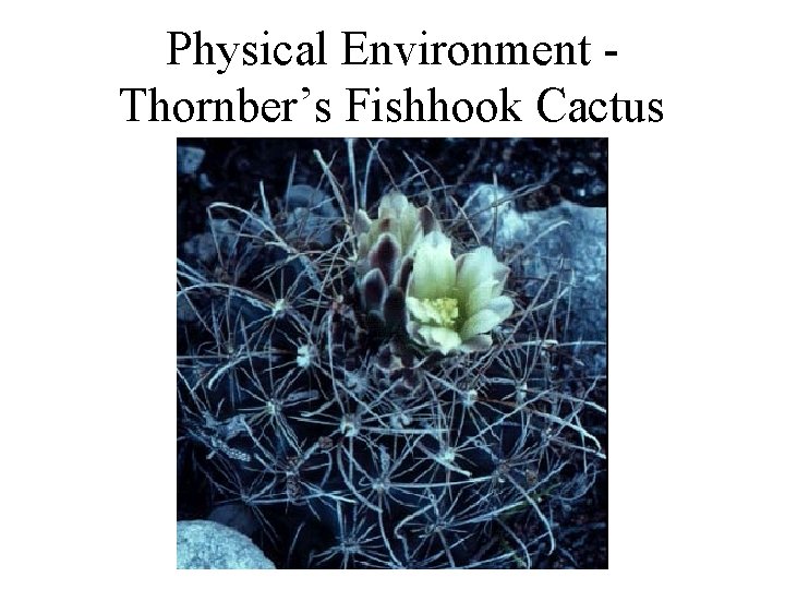 Physical Environment Thornber’s Fishhook Cactus 