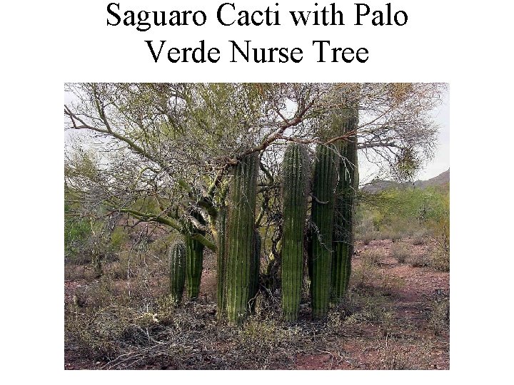 Saguaro Cacti with Palo Verde Nurse Tree 