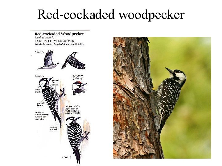 Red-cockaded woodpecker 