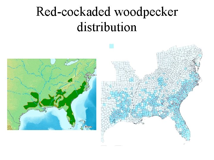 Red-cockaded woodpecker distribution 