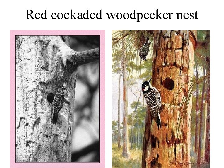 Red cockaded woodpecker nest 