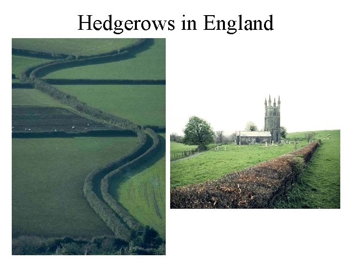Hedgerows in England 