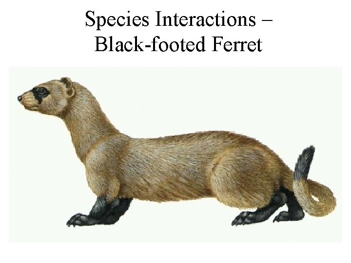 Species Interactions – Black-footed Ferret 