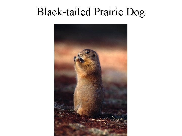 Black-tailed Prairie Dog 