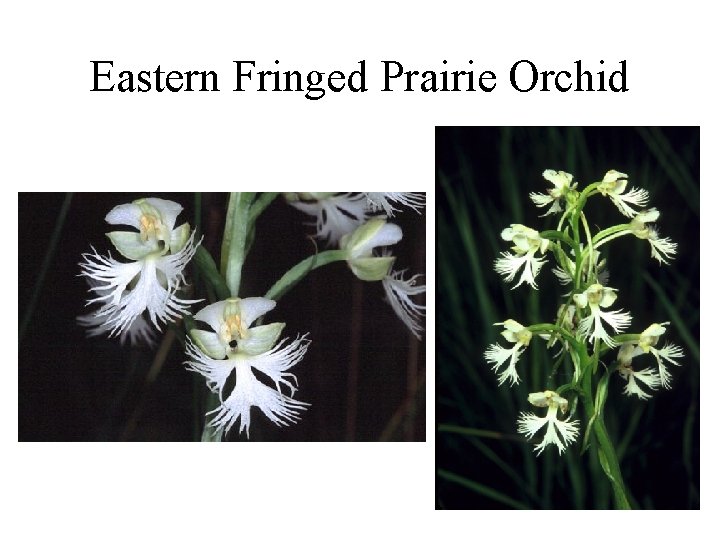 Eastern Fringed Prairie Orchid 