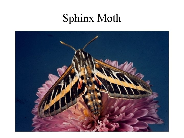 Sphinx Moth 