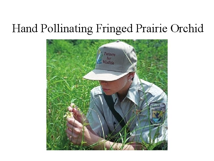 Hand Pollinating Fringed Prairie Orchid 