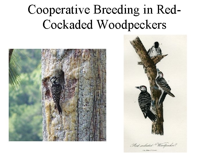 Cooperative Breeding in Red. Cockaded Woodpeckers 
