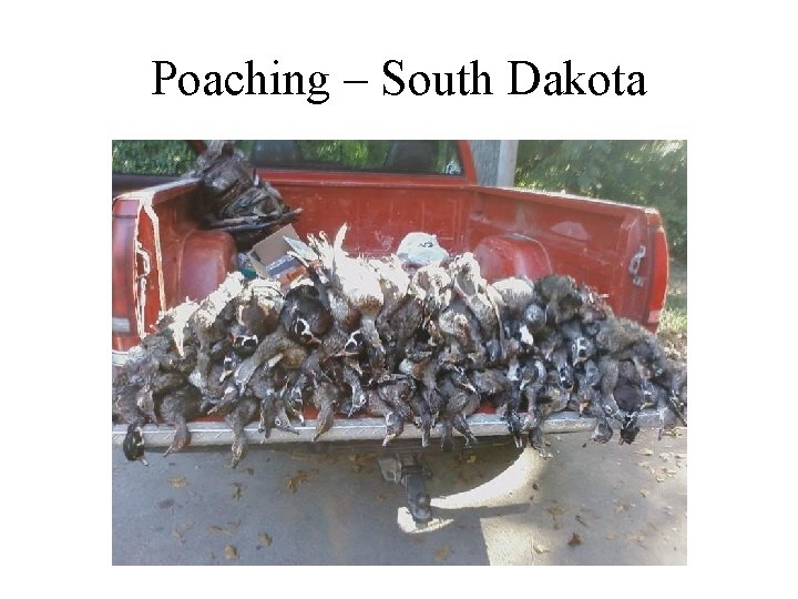 Poaching – South Dakota 