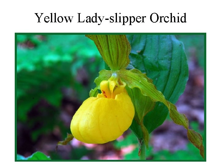 Yellow Lady-slipper Orchid 
