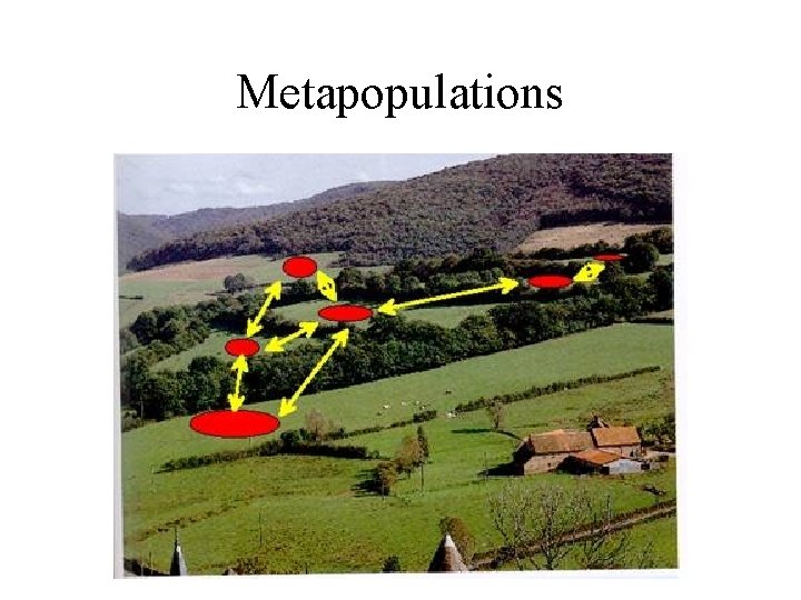 Metapopulations 