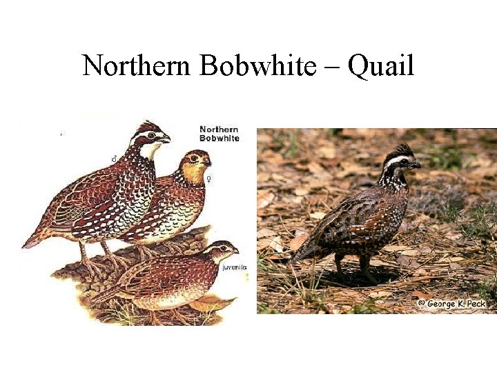 Northern Bobwhite – Quail 