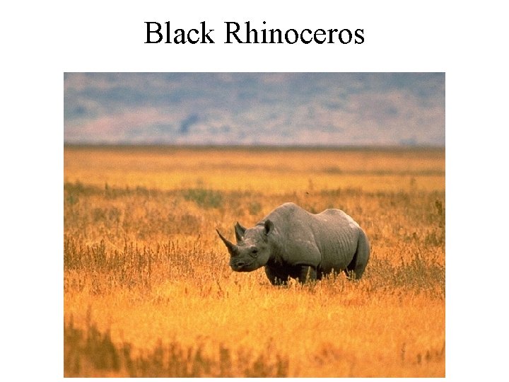 Black Rhinoceros 