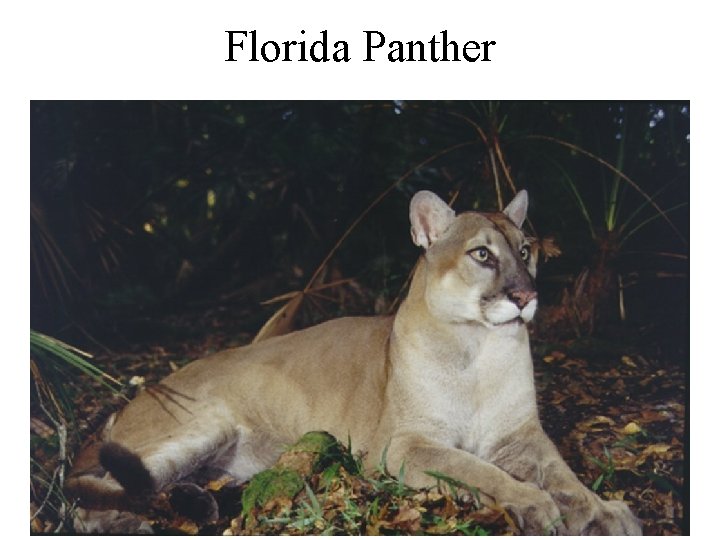 Florida Panther 