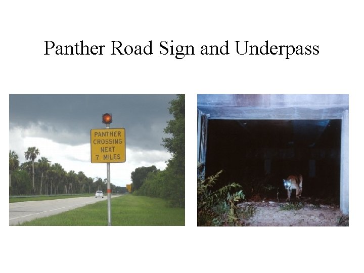 Panther Road Sign and Underpass 