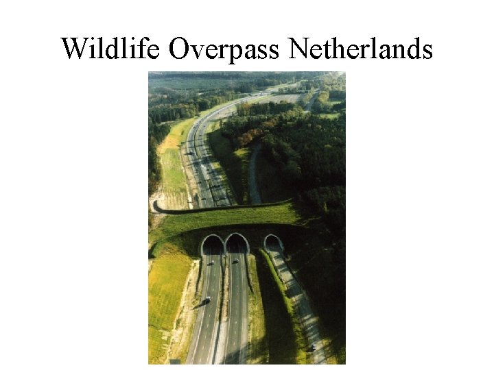 Wildlife Overpass Netherlands 