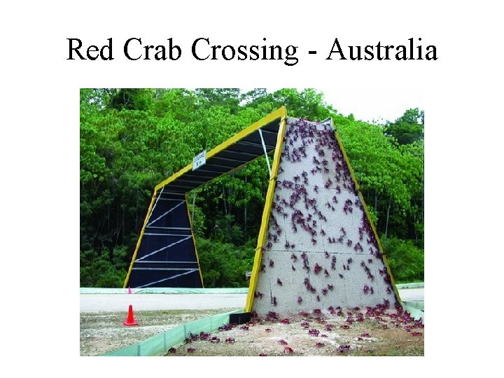Red Crab Crossing - Australia 