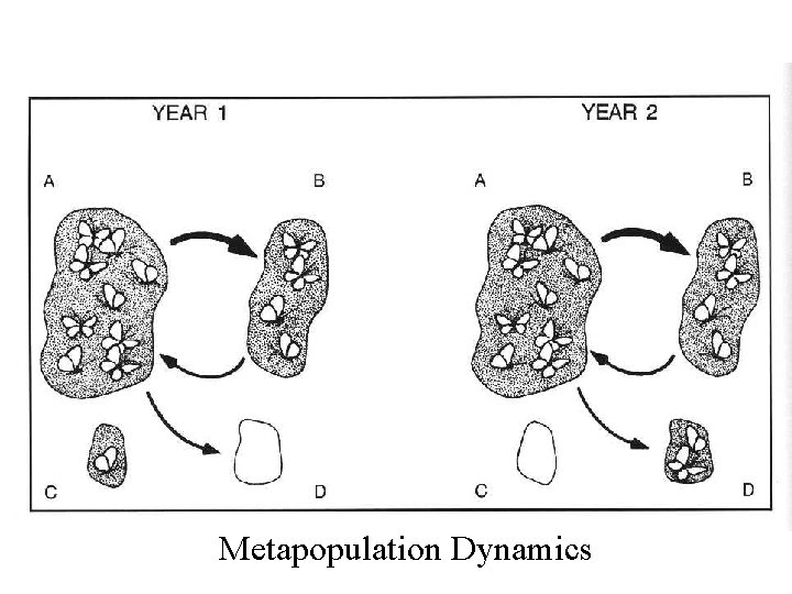 Metapopulation Dynamics 