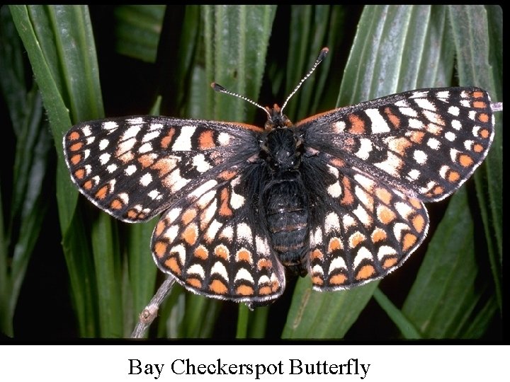 Bay Checkerspot Butterfly 