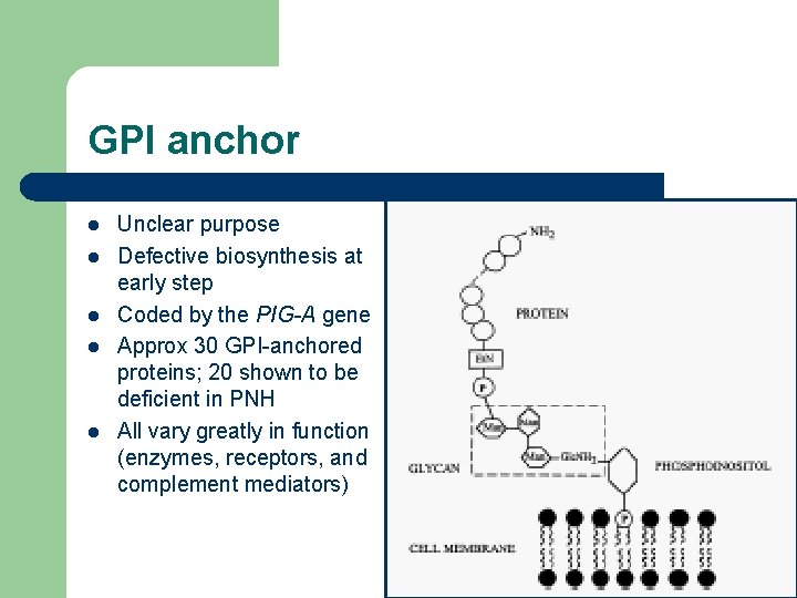 GPI anchor l l l Unclear purpose Defective biosynthesis at early step Coded by