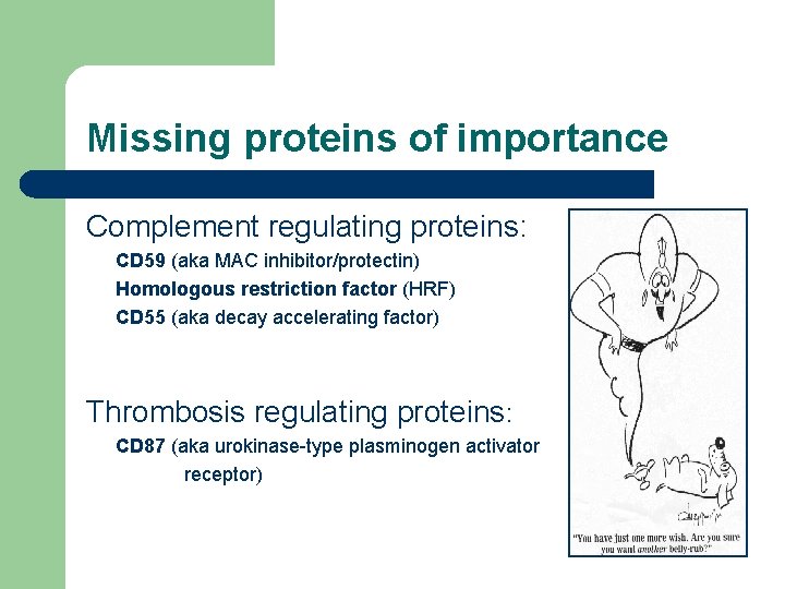 Missing proteins of importance Complement regulating proteins: CD 59 (aka MAC inhibitor/protectin) Homologous restriction