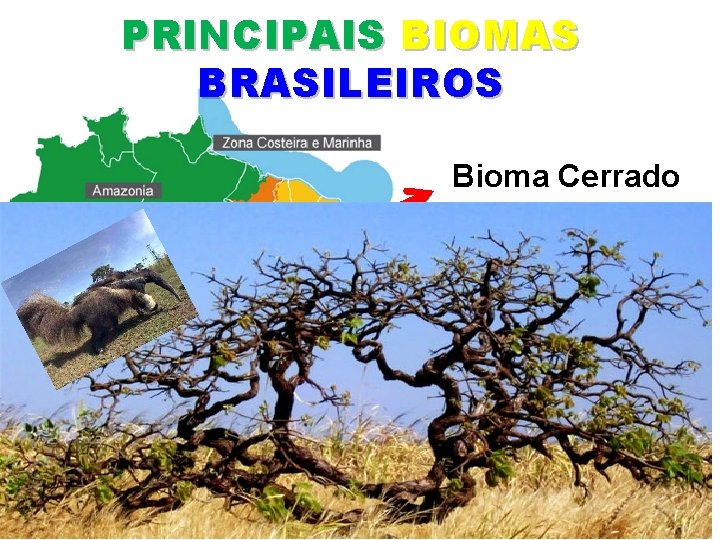 PRINCIPAIS BIOMAS BRASILEIROS Bioma Cerrado Onde se encontra? Distrito Federal, Goiás, Maranhão, Mato Grosso