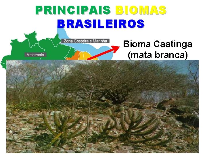 PRINCIPAIS BIOMAS BRASILEIROS Bioma Caatinga (mata branca) Onde se encontra? Ceará, Bahia, Paraíba, Pernambuco,