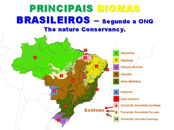 PRINCIPAIS BIOMAS BRASILEIROS – Segundo a ONG The nature Conservancy. Ecótono 