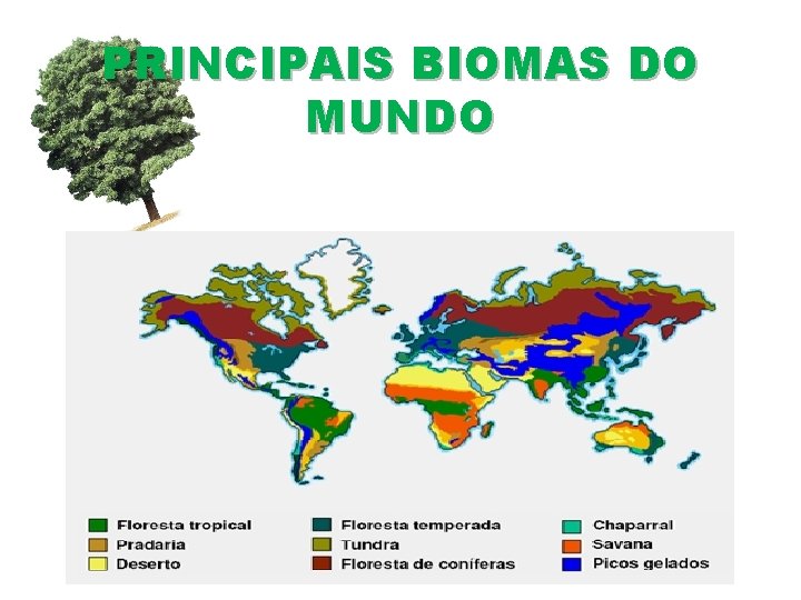 PRINCIPAIS BIOMAS DO MUNDO 