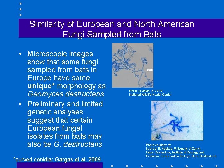 Similarity of European and North American Fungi Sampled from Bats • Microscopic images show