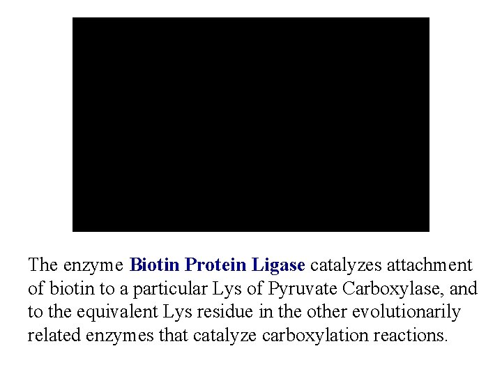 The enzyme Biotin Protein Ligase catalyzes attachment of biotin to a particular Lys of