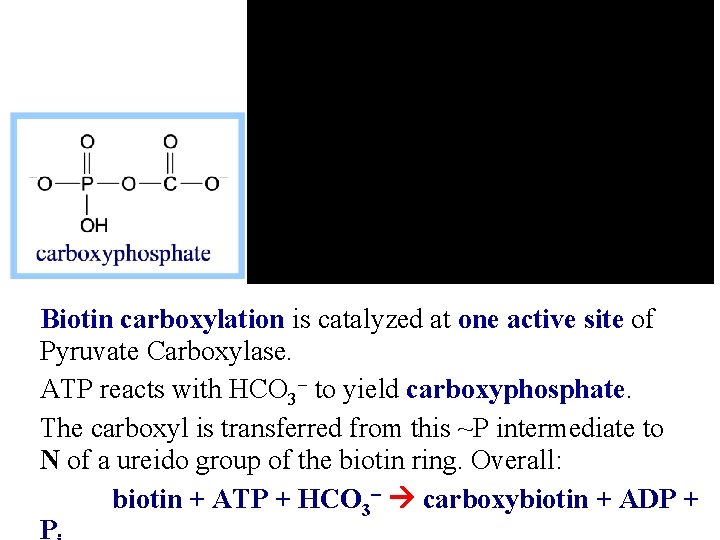 Biotin carboxylation is catalyzed at one active site of Pyruvate Carboxylase. ATP reacts with