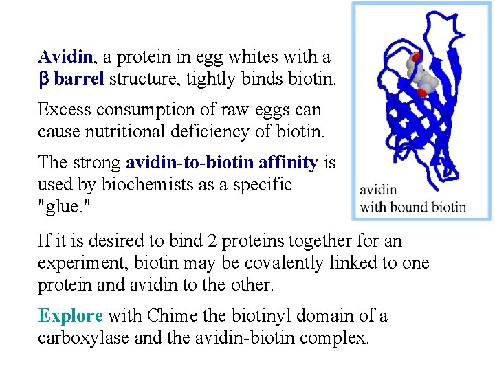 Avidin, a protein in egg whites with a b barrel structure, tightly binds biotin.