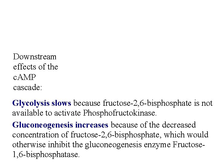 Downstream effects of the c. AMP cascade: Glycolysis slows because fructose-2, 6 -bisphosphate is
