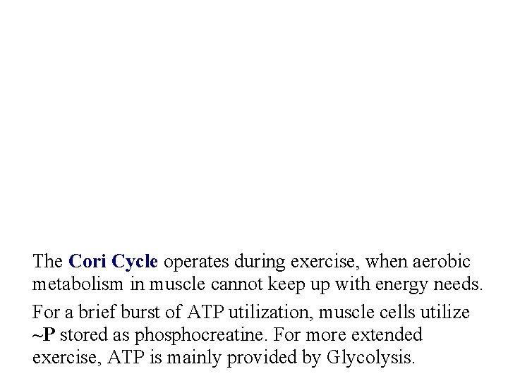 The Cori Cycle operates during exercise, when aerobic metabolism in muscle cannot keep up