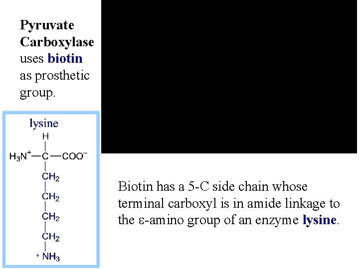 Pyruvate Carboxylase uses biotin as prosthetic group. Biotin has a 5 -C side chain