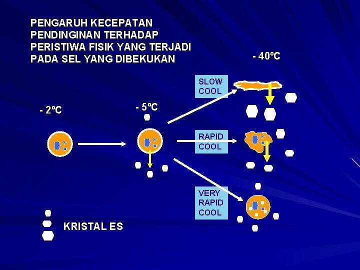 PENGARUH KECEPATAN PENDINGINAN TERHADAP PERISTIWA FISIK YANG TERJADI PADA SEL YANG DIBEKUKAN - 40ºC