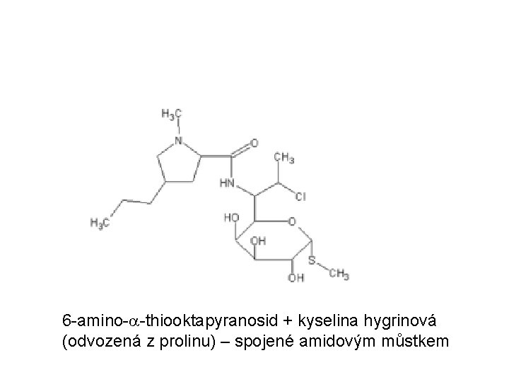  6 -amino-a-thiooktapyranosid + kyselina hygrinová (odvozená z prolinu) – spojené amidovým můstkem 