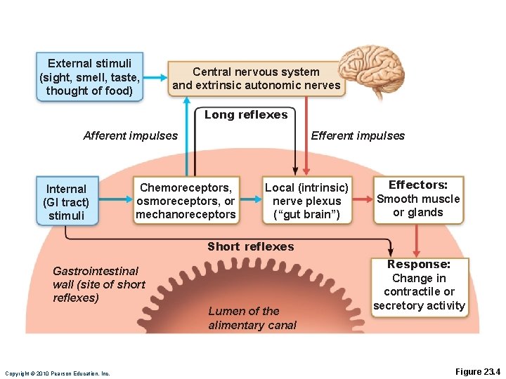 External stimuli (sight, smell, taste, thought of food) Central nervous system and extrinsic autonomic