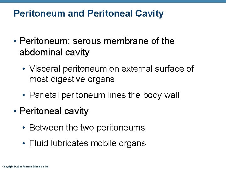 Peritoneum and Peritoneal Cavity • Peritoneum: serous membrane of the abdominal cavity • Visceral